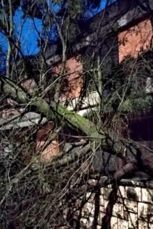 Árvore caída na sequência do mau tempo